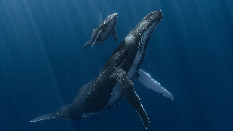The winning photograph of a mother humpback whale and her calf. Pic: Alvaro Herrero (Mekan)/UPY 2025