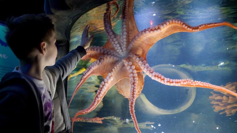 Sea Life  Pic Merlin Enterntainments