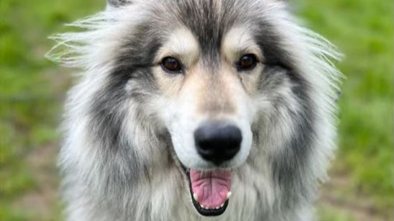 Diesel the husky dog - stolen from dog theft victim Sarah Rodgers. As on Sky News TV on 12 March 2025