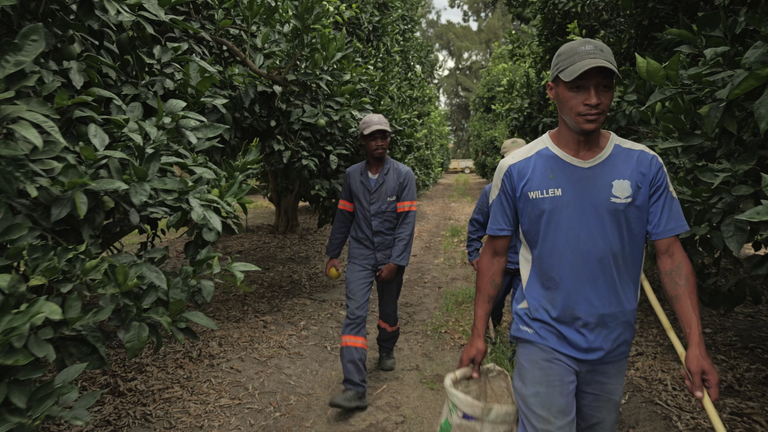 SN screengrabs from Yousra Elbagir VT on Trump's tariffs affecting SA citrus growers featuring GVs of farmers and workers