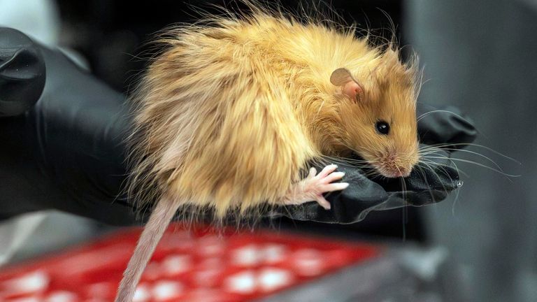Genetically edited mice with long, thick, woolly hair at a lab in Dallas, Texas.   Pic: Colossal Biosciences/AP