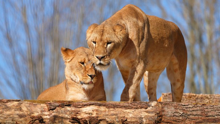 Amani, left, and Lira settle into their new 'forever home'. Pic: PA
