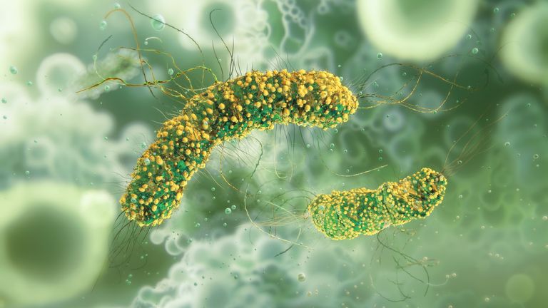 Listeria monocytogenes bacteria, a genus of gram-positive, rod-shaped bacteria, parasites in mammals. Listeria monocytogenes bacterium, human pathogens, bacterial disease, listeriosis infection, 3D