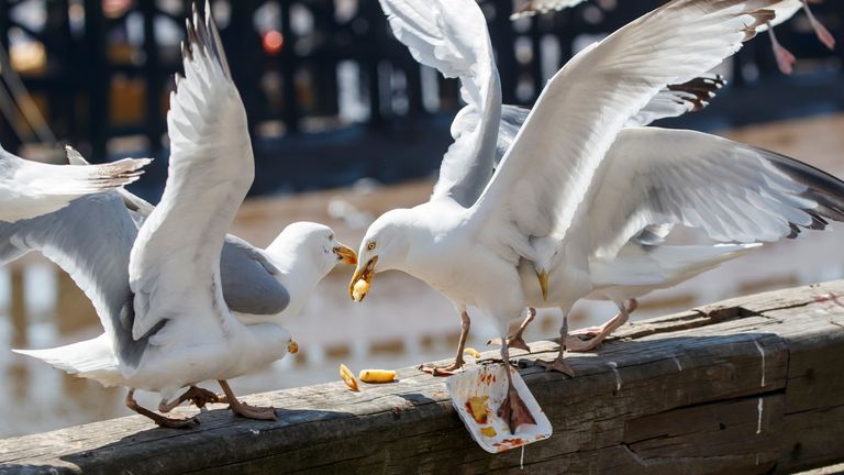 Seagulls fight over chips in Bridlington, East Yorkshire, as Thursday could be the UK's hottest day of the year with scorching temperatures forecast to rise even further.