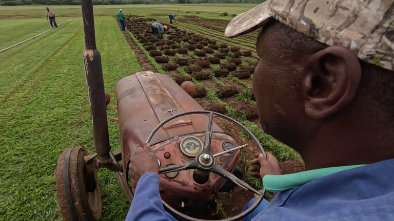 SN screengrabs from Yousra Elbagir VT on Trump's tariffs affecting SA citrus growers featuring GVs of farmers and workers