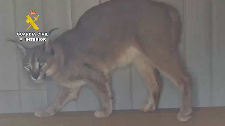 Spanish police have arrested two people in connection with the sale of exotic felines on the internet. Pic: Spanish Guardia Civil