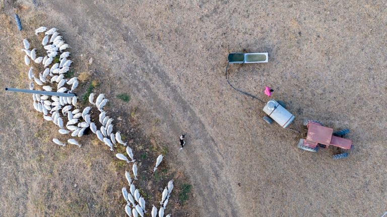 Domenico Mangiapane carries a water tank with a tractor as he takes his sheep to spend the night out grazing, to avoid the hottest hours of the day, at the Liborio Mangiapane farm, in Cammarata, central Sicily, Italy, Thursday, July 18, 2024. Pic: AP
