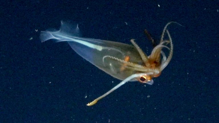 The glacial glass squid has also been filmed for the first time. Pic: Schmidt Ocean Institute