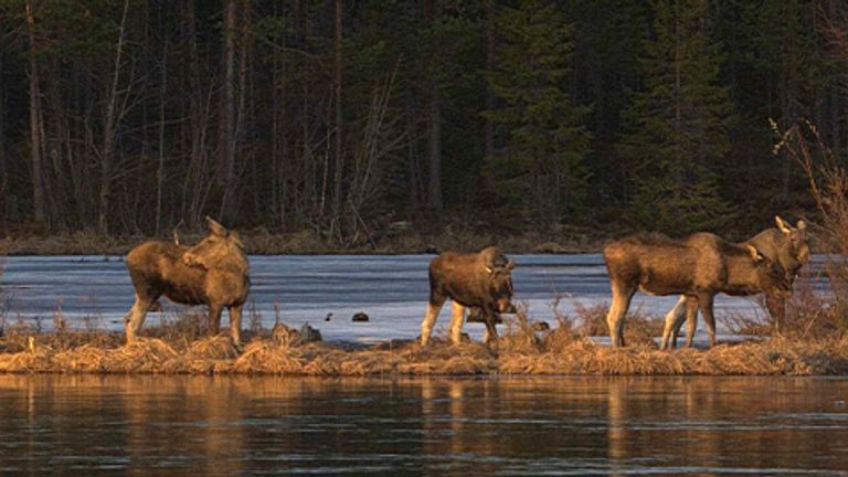 This undated photo, issued by SVT, shows Moose in Junsele, Sweden during preparations for the livestream 'The Great Moose Migration' to document the annual Moose migration near Kullberg in northern Sweden. (SVT via AP)